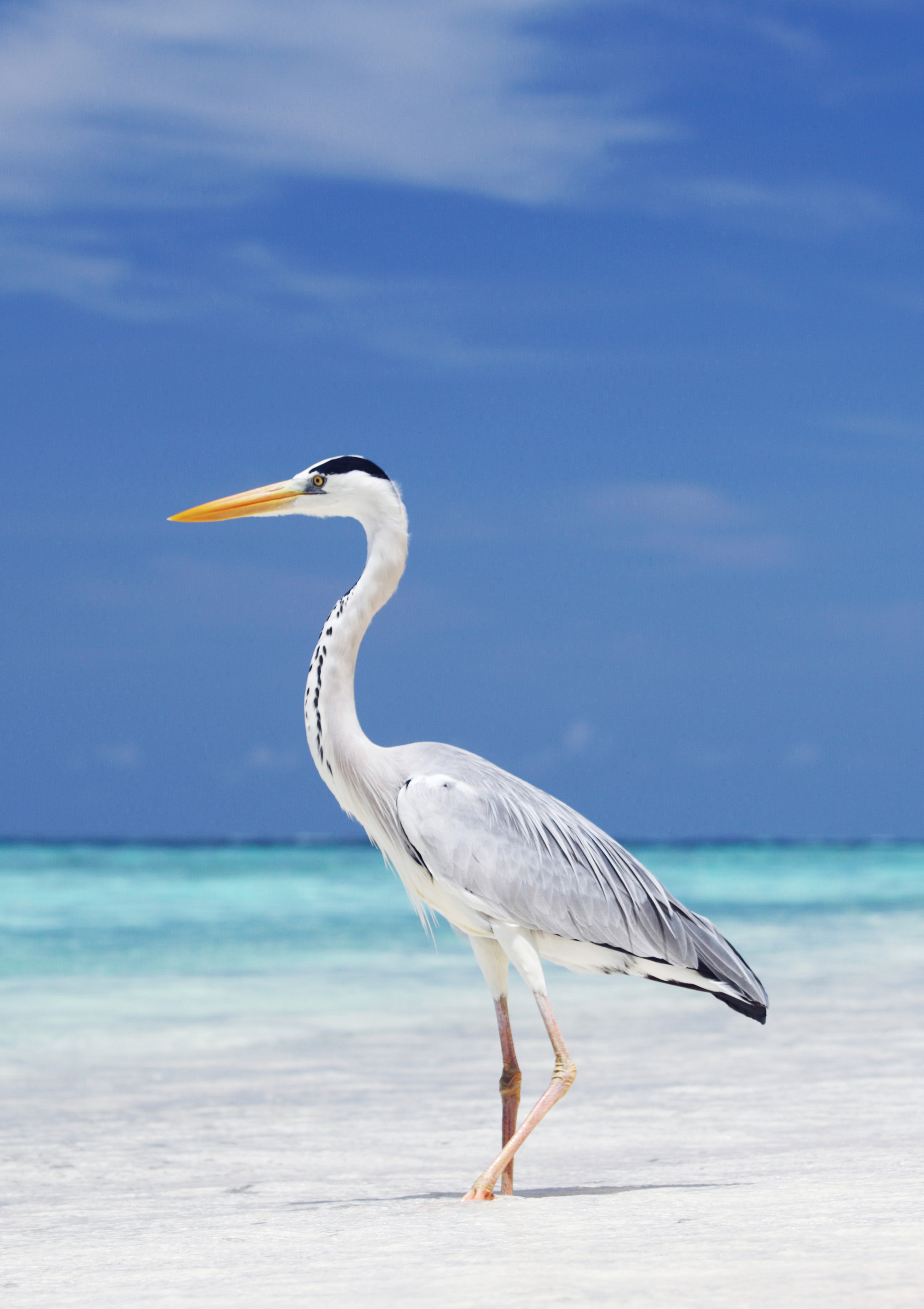 shutterstock_410963878 shutterstock_410963878