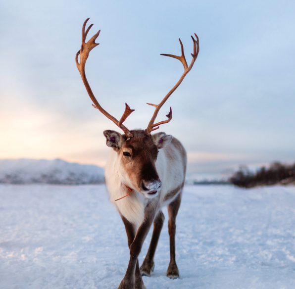 Reindeer,Standing,Close,In,Front,Of,The,Camera Reindeer,Standing,Close,In,Front,Of,The,Camera